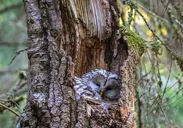 Infrared camera in protected area accidentally captured snake activity